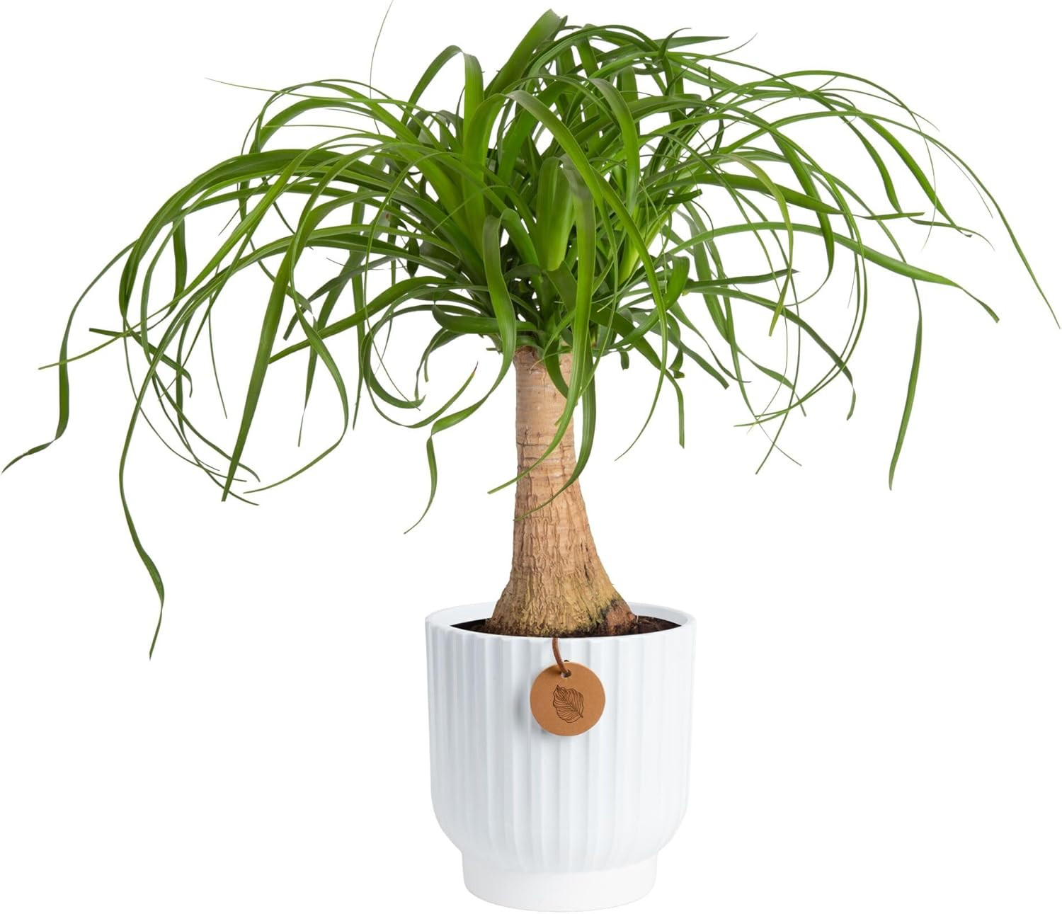 Ponytail Palm Live Plant in Decorative Pot, Easy to Maintain Indoor Houseplant,