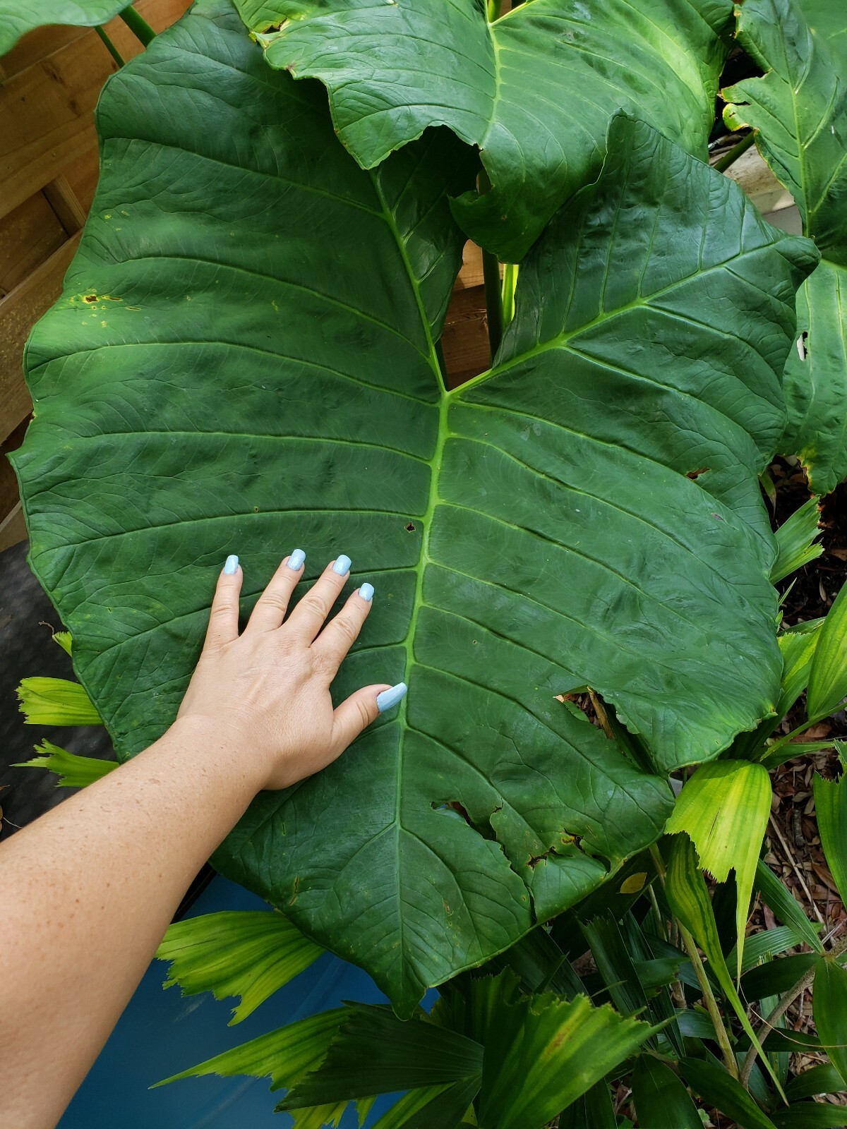 Giant Mammoth Alocasia colocasia Taro gigantea Elephant Ear live Plant Borneo 16