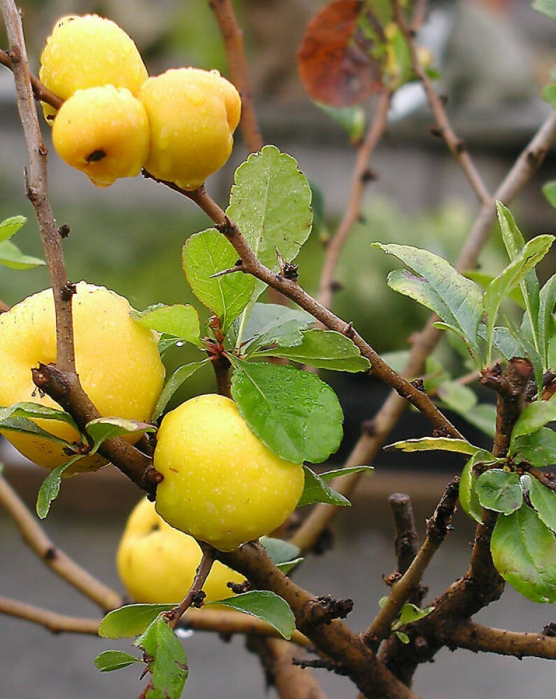 JAPANESE QUINCE Chaenomeles Japonica – 15 SEEDS. FREE S&H