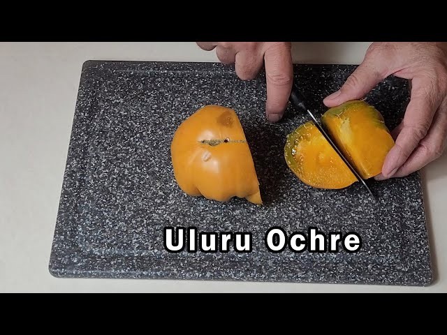 10 seeds Uluru Ochre DWARF Tomato Variety ORGANIC DTP beefsteak