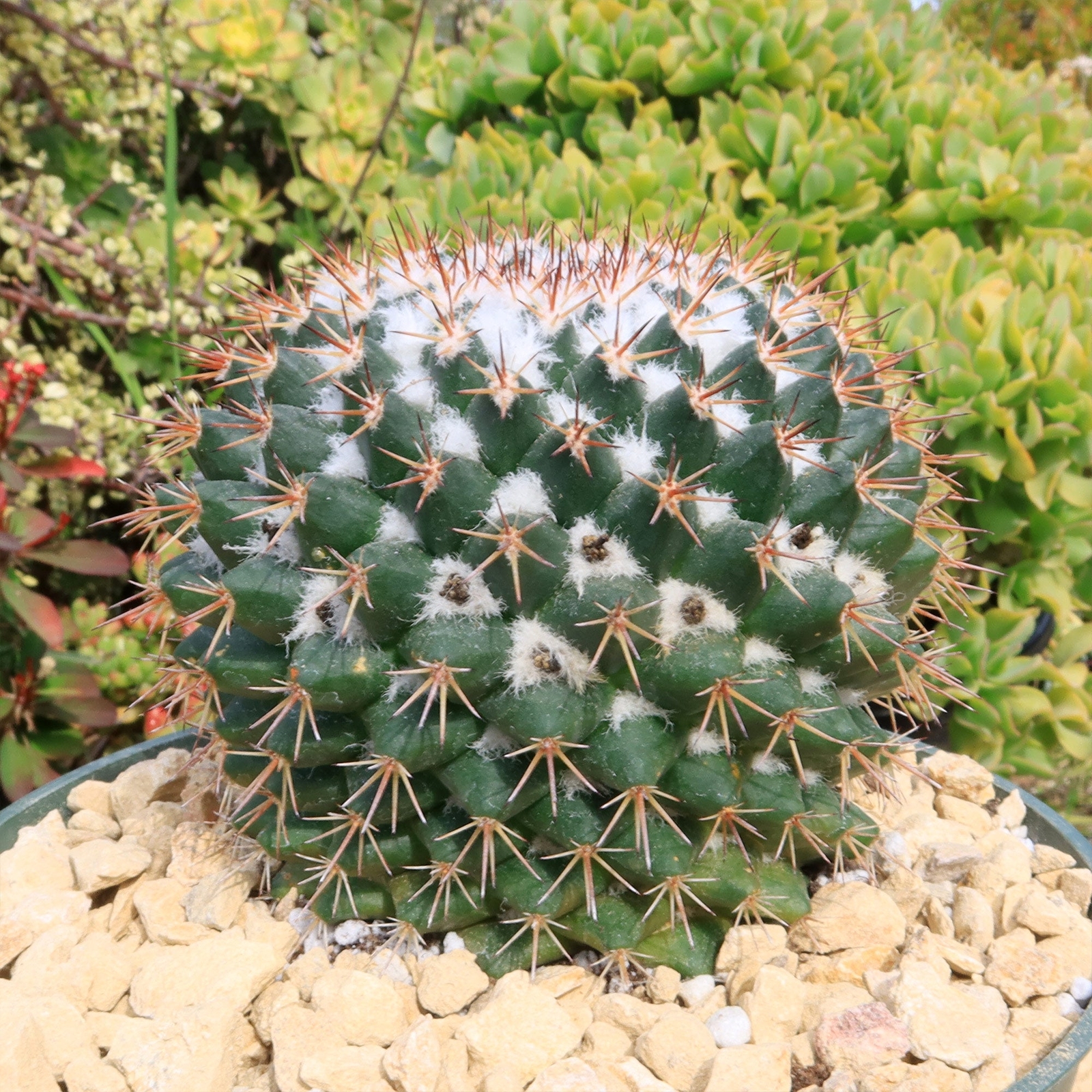Mammillaria scrippsiana cactus Cacti Succulent real live plant