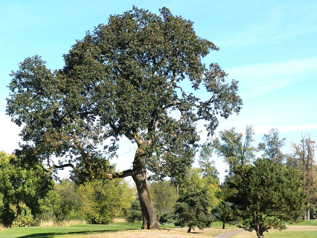 12 OREGON WHITE OAK ACORNS – Quercus garryana var. garryana