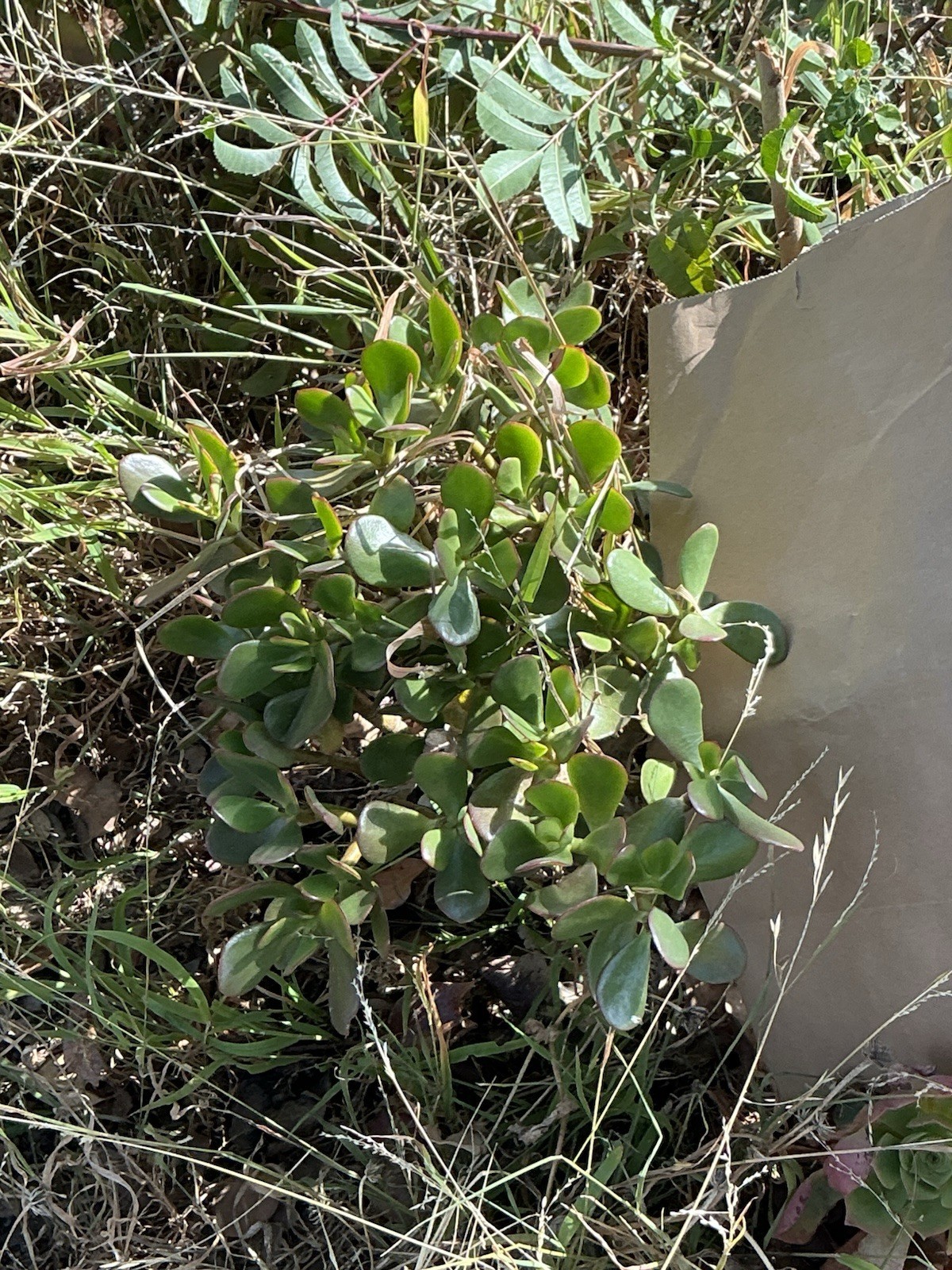 healthy jade plant with roots, Around 16” To 17” tall, rooted