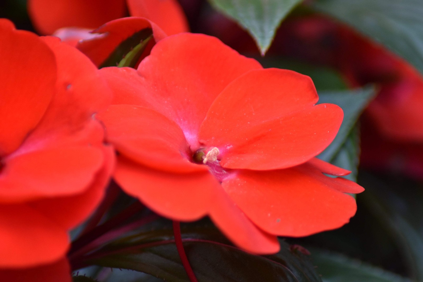 50 DWARF RED IMPATIENS Scarlet Walleriana Sun or Full Shade Flower Seeds *FlatSH