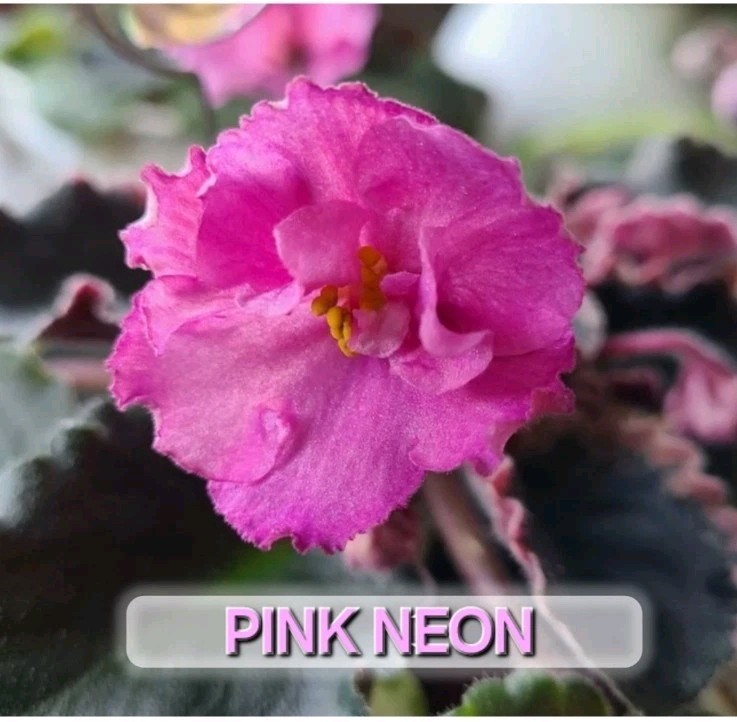 Pink Neon Variegated Leave Named Variety Of African Violet The Color Is Vibrant