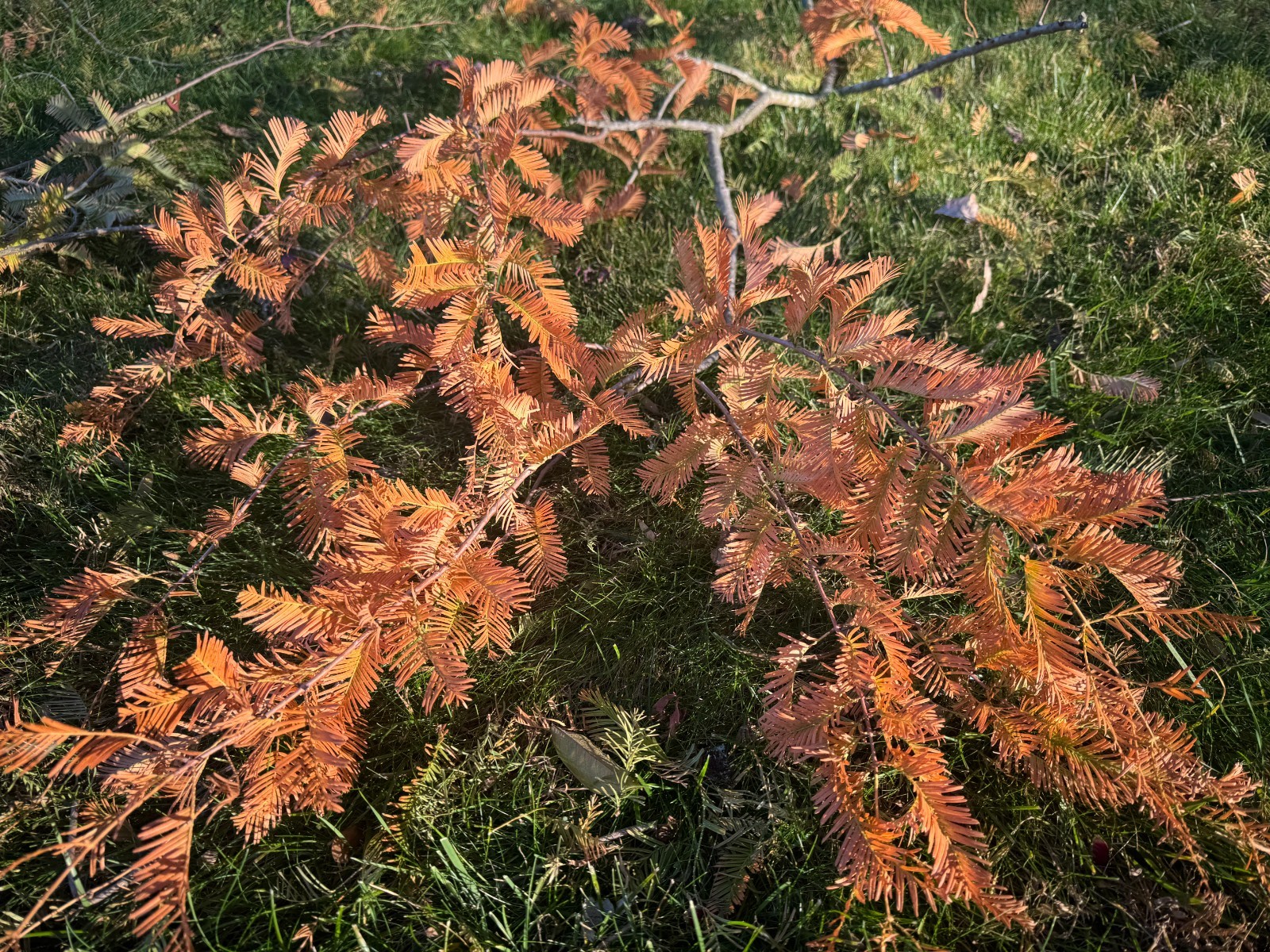 Dawn Redwood Tree Seeds | Metasequoia Glyptostroboides