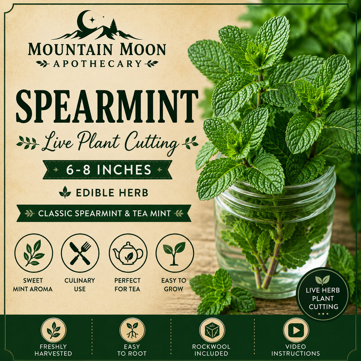 Spearmint Cutting 6-8″ | Edible Herb | Tea Garden & Culinary Mint