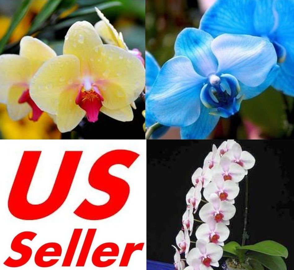 33 PCS Phalaenopsis Orchid Flower Seeds F66~F68, Plant Butterfly Orchid