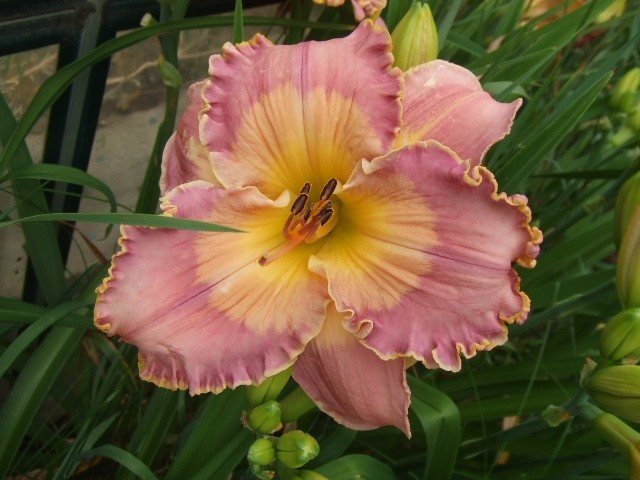 INCA PUZZLE DAYLILY, Petit, Gold Edge & Watermark, Rebloomer, Double Fan