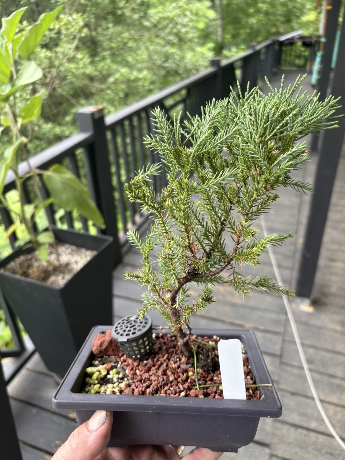 Bonsai Tree San Jose Juniper In 6.5” Training Pot #001 “Excellent Gift”