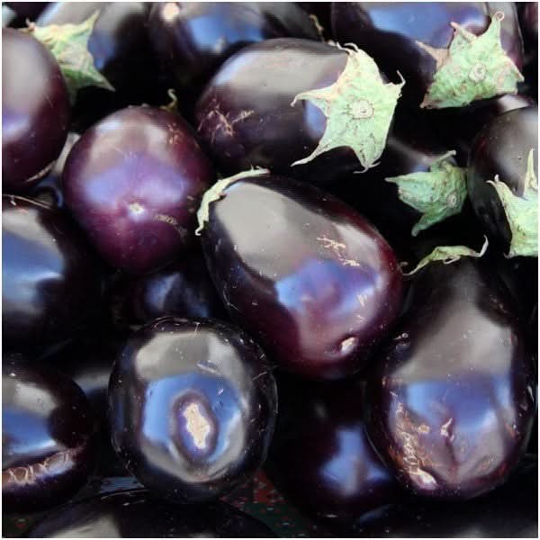 Black Beauty Eggplant Seeds For Planting (Solanum melongena)