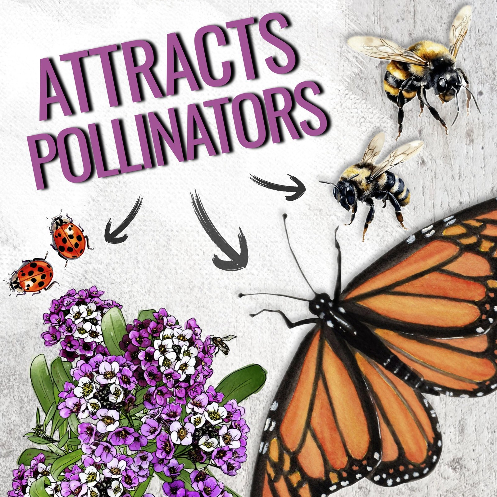 Royal Carpet Alyssum Seeds – Heirloom Perennial Flowers for Pollinator Gardens