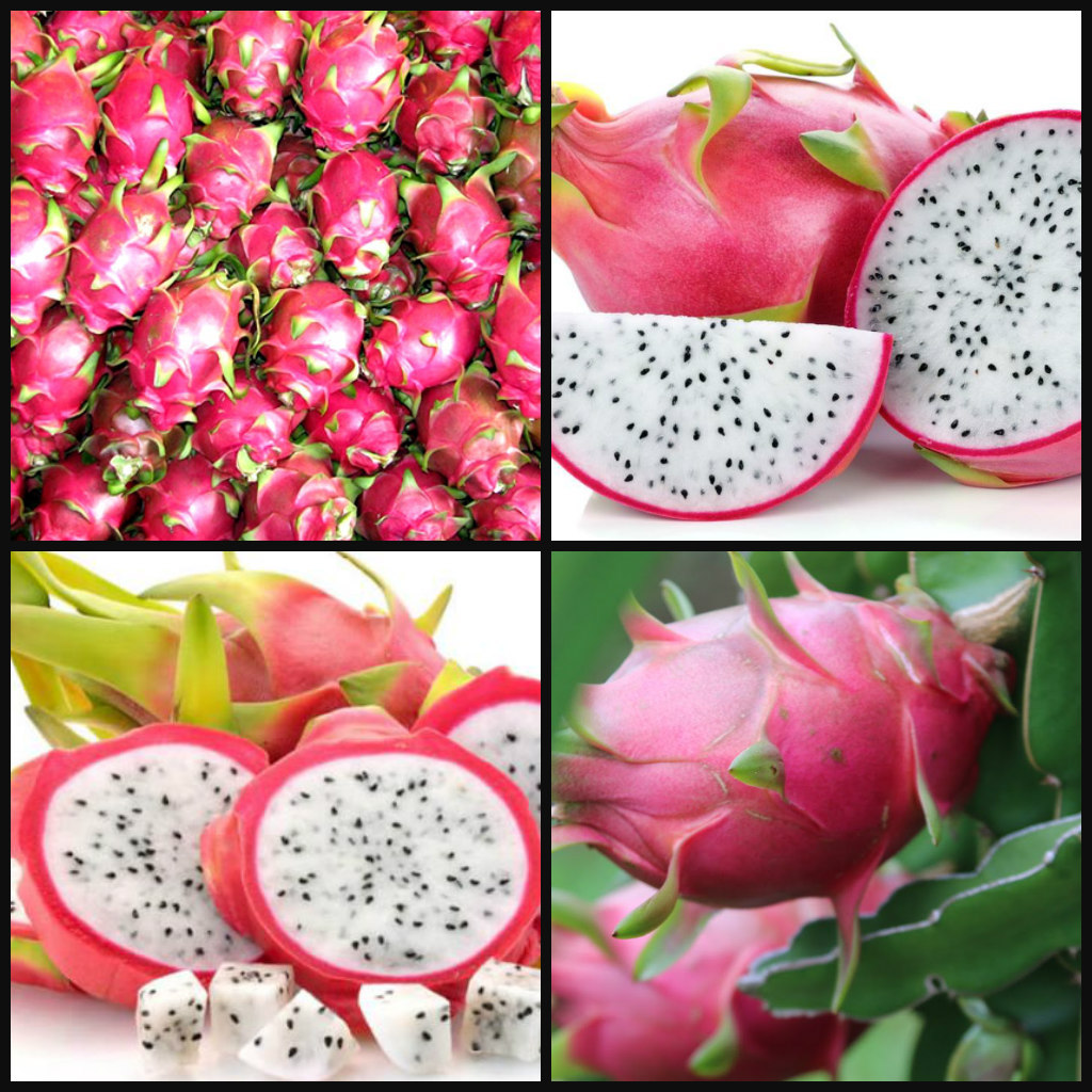 (1) Cutting ~White Flesh~ Dragon Fruit Plant Pitahaya Hylocereus 14″ – 18″ Long