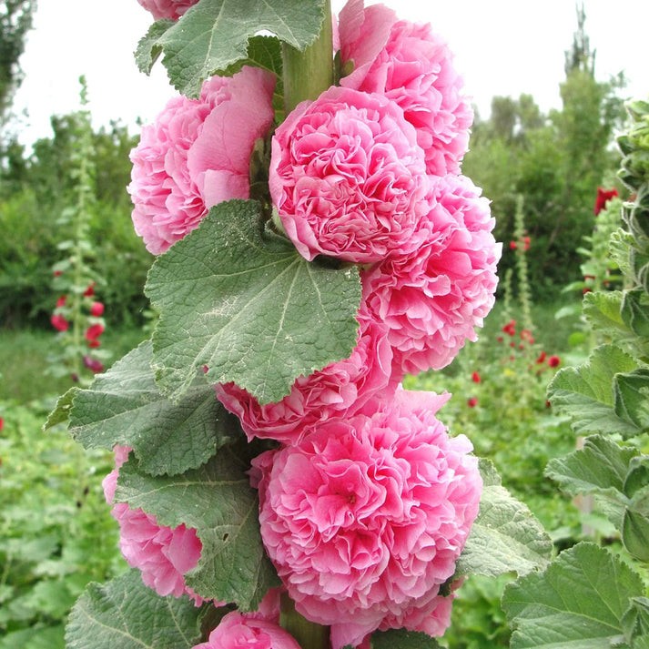 Hollyhock Tall Double Mixed Flower Seeds (50) Fifty Seeds. Free Shipping!