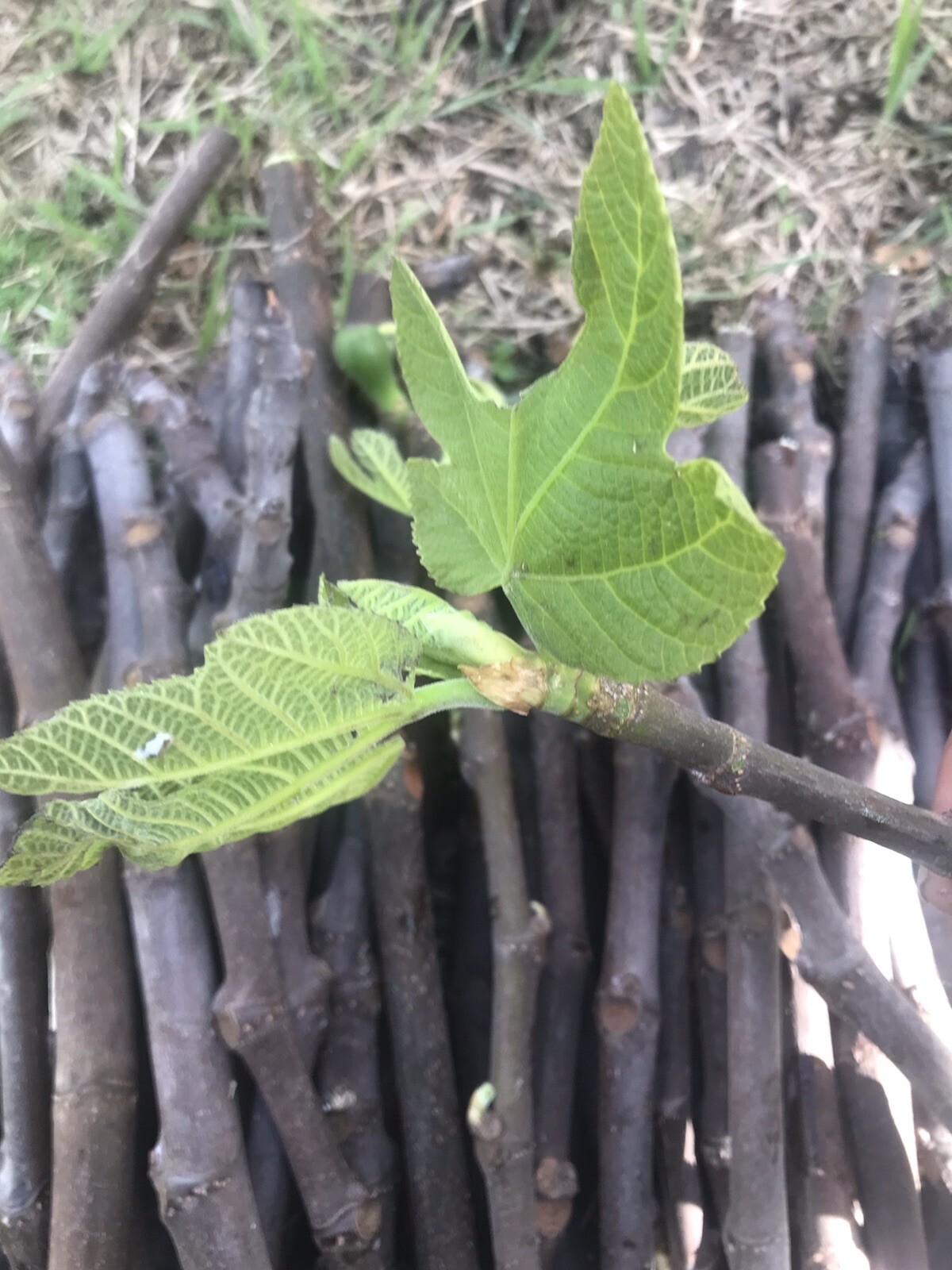 6 cuttings Fig tree stems unrooted delicious sweet fruit organic propagation.