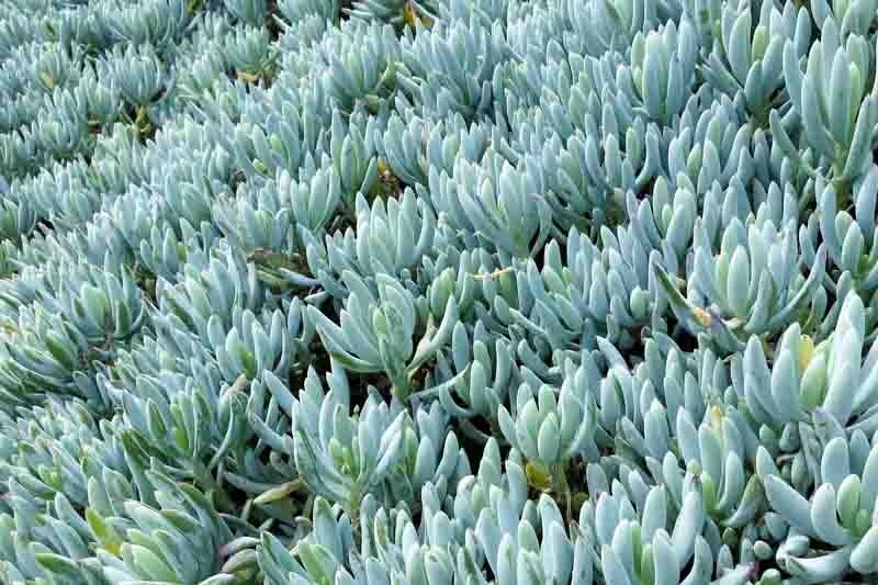 Senecio Serpens ‘Blue Chalk Sticks’ Live Plant – Succulent 2 Inches (Potted)