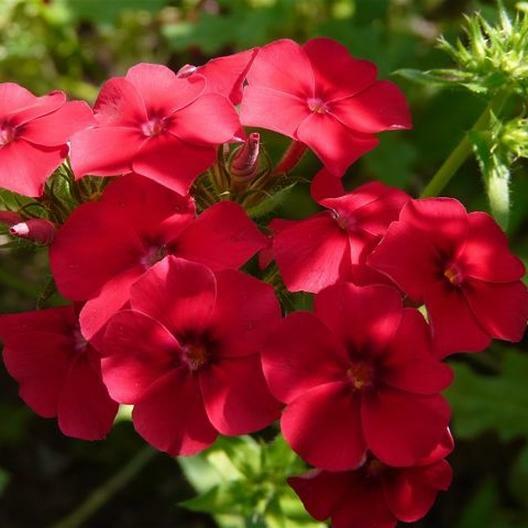 RED PHLOX Annual Rock Gardens Heirloom Flower Pure Seed Fresh Non-GMO 200 Seeds!