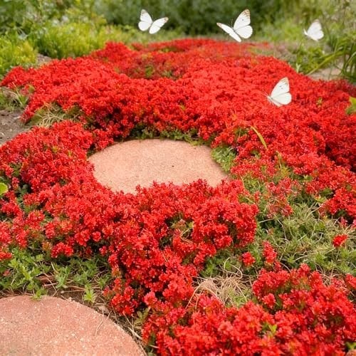 20000+ Red Creeping Thyme Seeds Ground Cover Plant Seeds Perennial- Non-GMO Heir