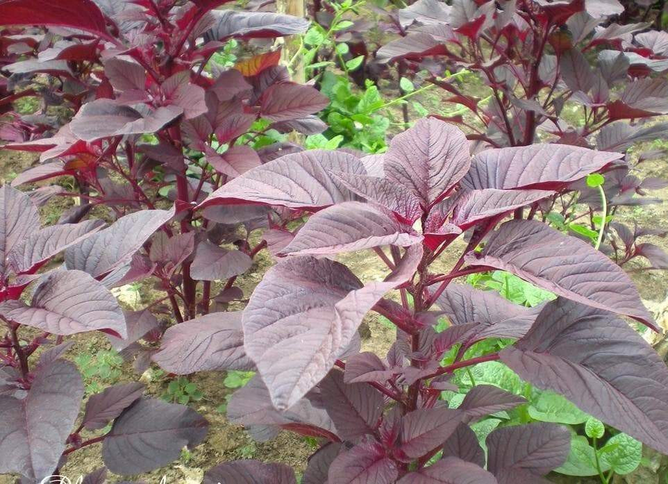 Red AMARANTH SEEDS (Rau Dền Đỏ) Non-GMO, Heirloom. Annual