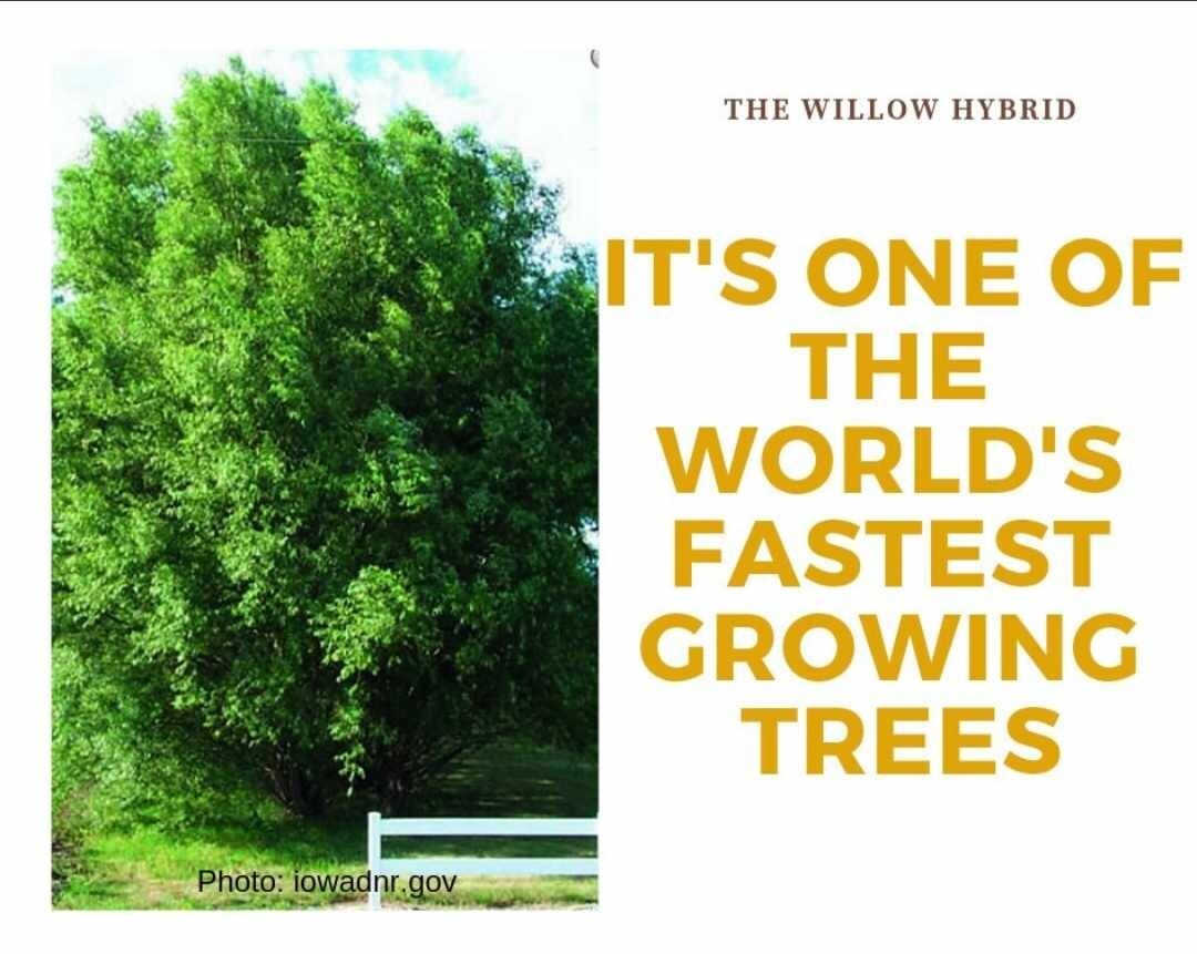 110 Austree Hybrid Willow Tree Cuttings 10″ Fast Growing Hedge BEST WILLOW DEAL