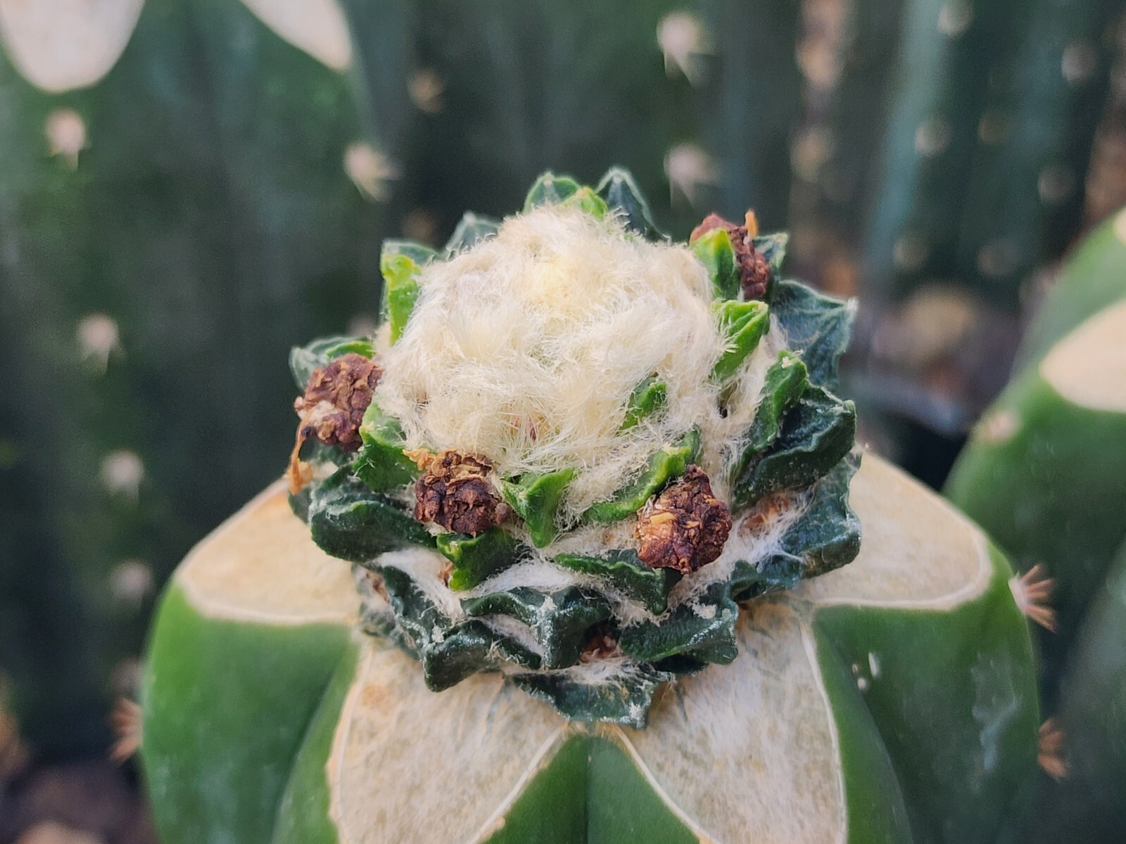 Ariocarpus Scapharostrus – Short Tubercle Form – 10 Seeds G