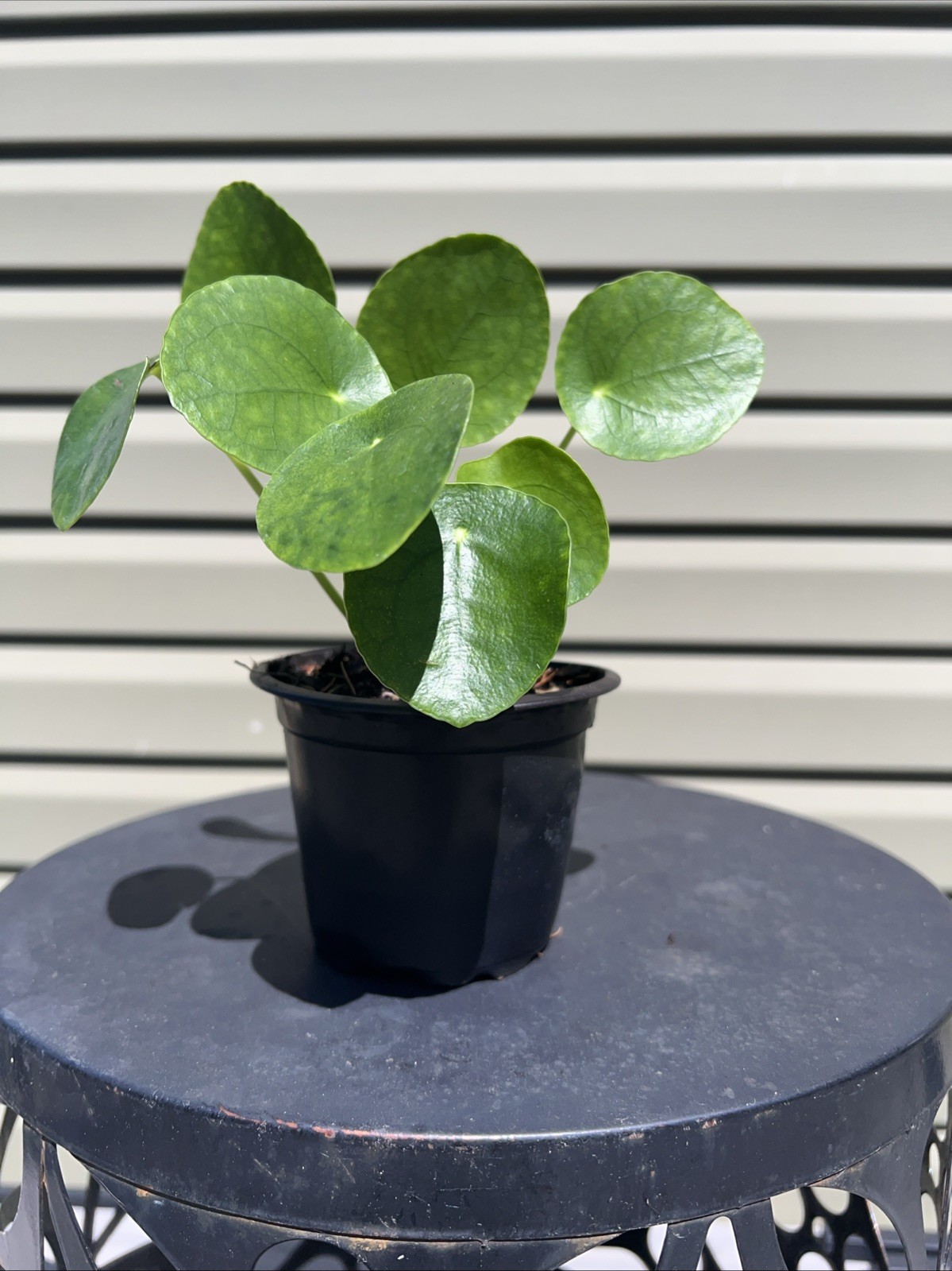 Chinese Money Plant – Pilea Peperomioides | Live Plant in 4”Pot