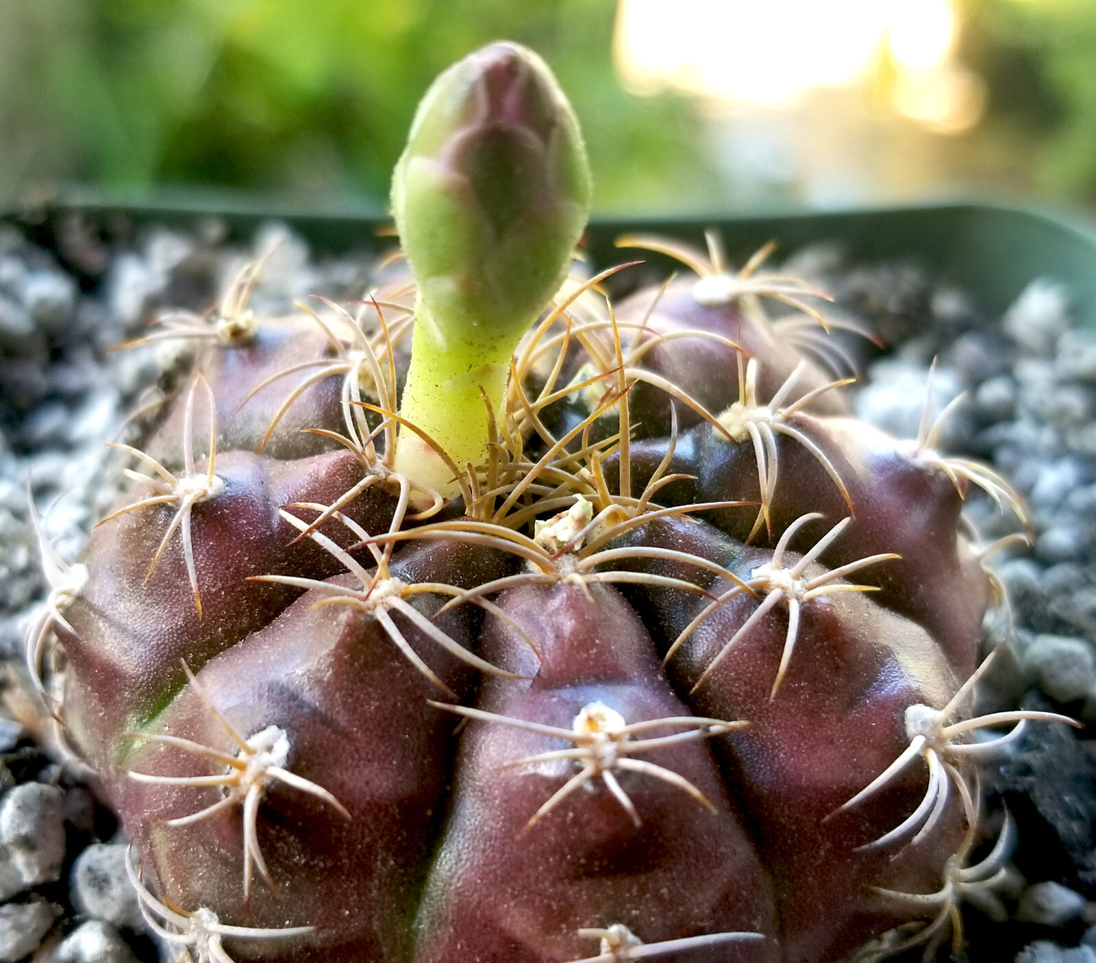 Gymnocalycium Damsii v Tucavocense – Body Changes from Pink to Purple to Green