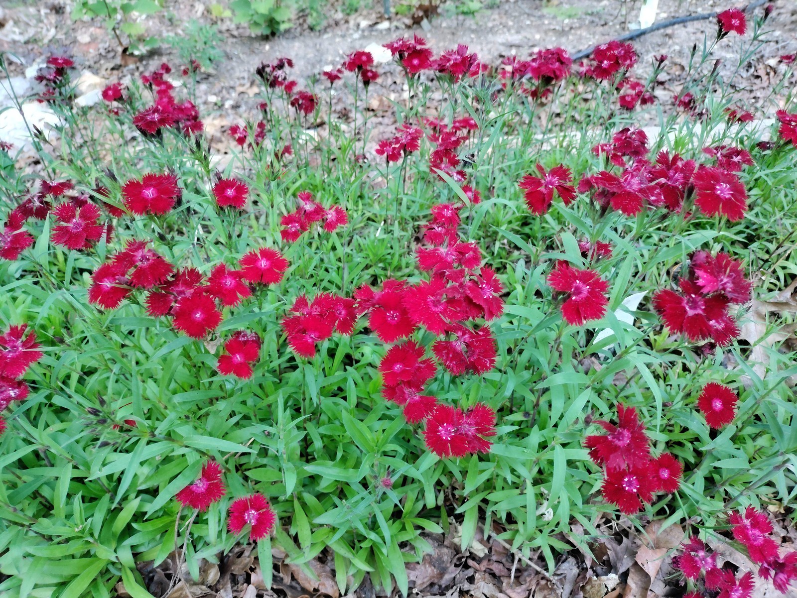 Dianthus ‘Rockin Red’ plant 3.25″ pot – Sweet William