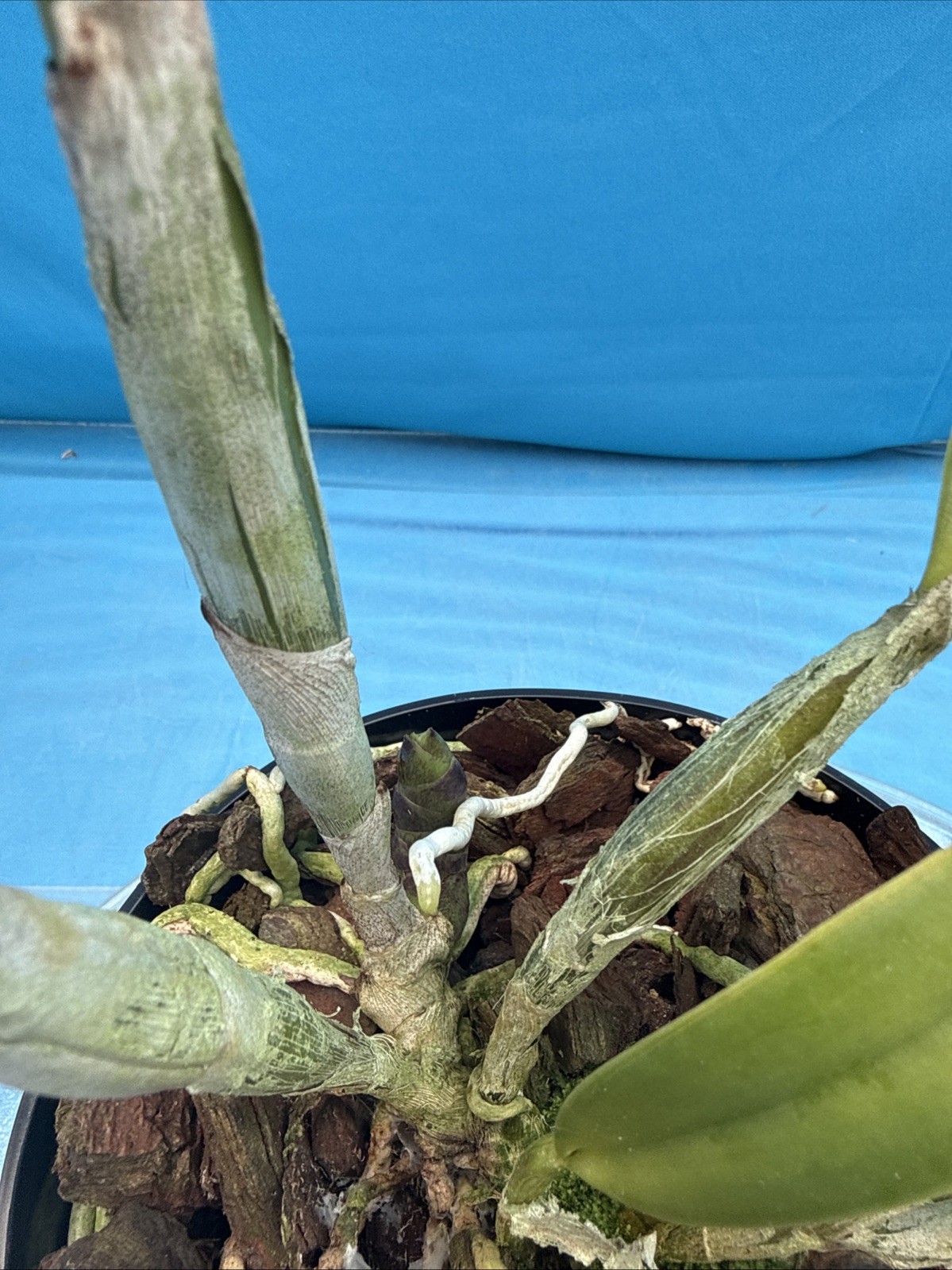 Rlc (Waikiki Splendor X George King) X Walden’s Glen Orchid Eros Hybrid 7” Pot