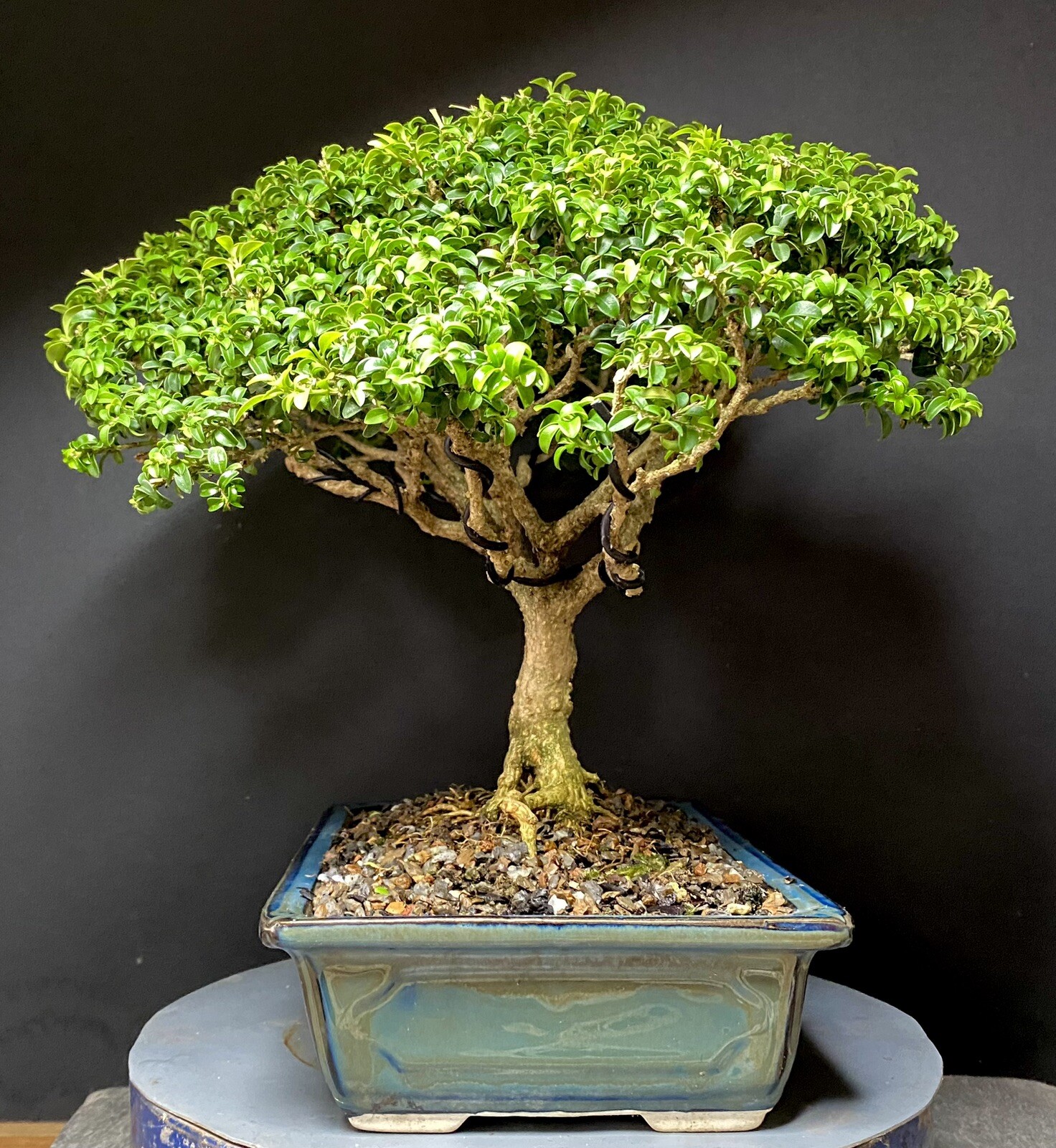 Bonsai Tree Kingsville Boxwood 25-27 Years 11 1/2” Tall, Taiwan Blue Glazed Pot