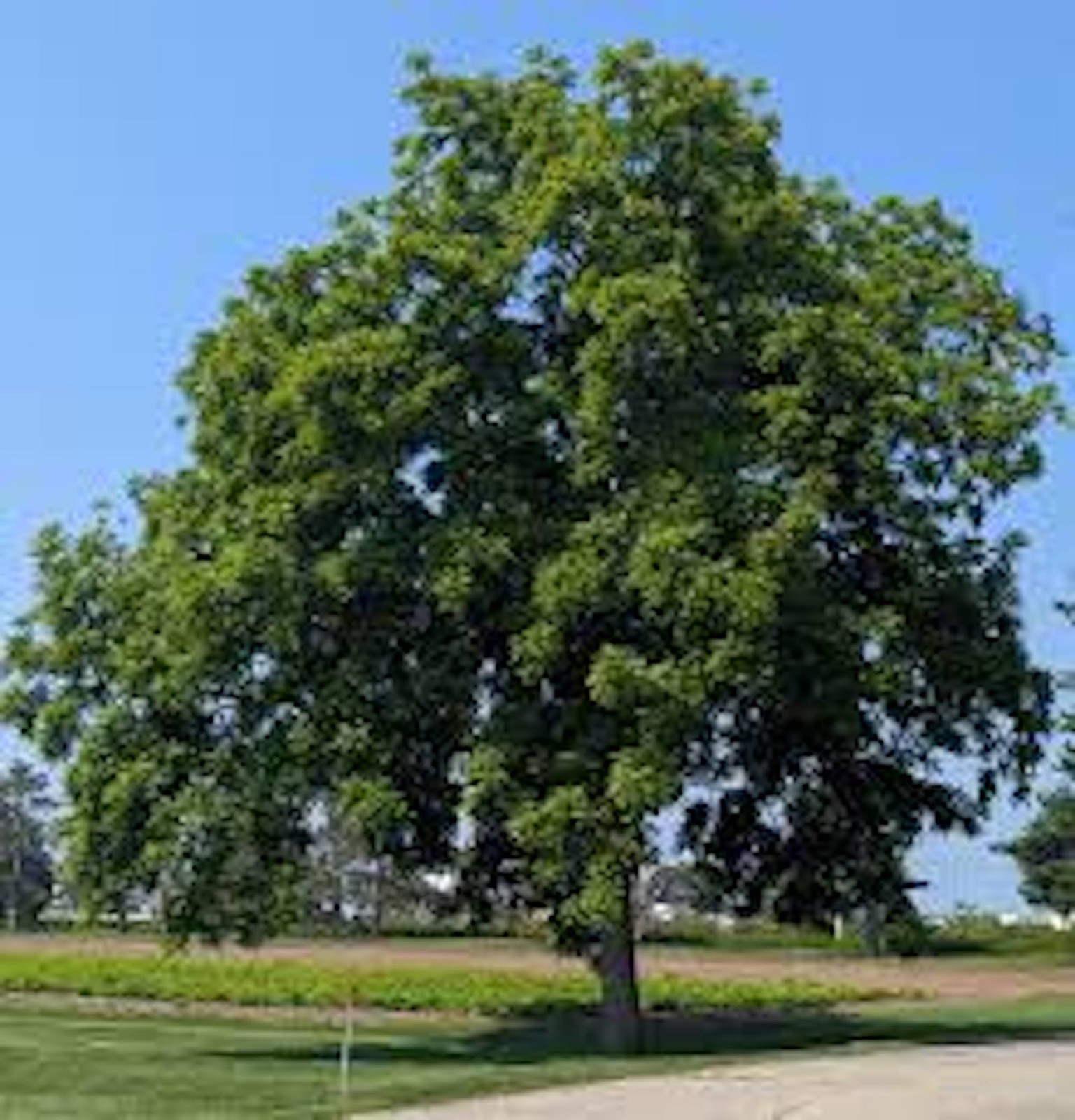 1 Black Walnut Tree 12-24″ Tall Bare Root Juglans nigra American