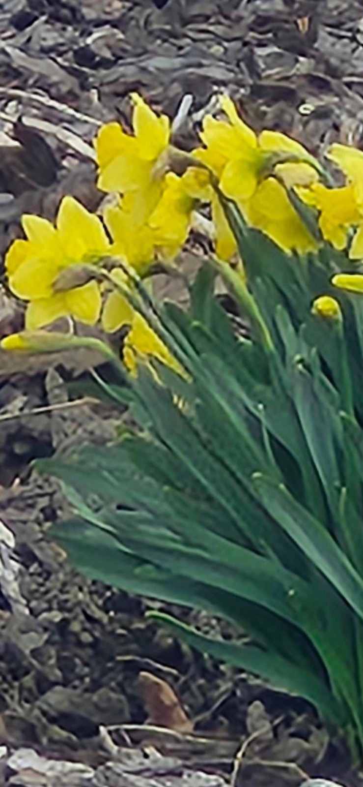 Bright Yellow Daffodil 5 bulbs Perennial Bare Root Live Plant