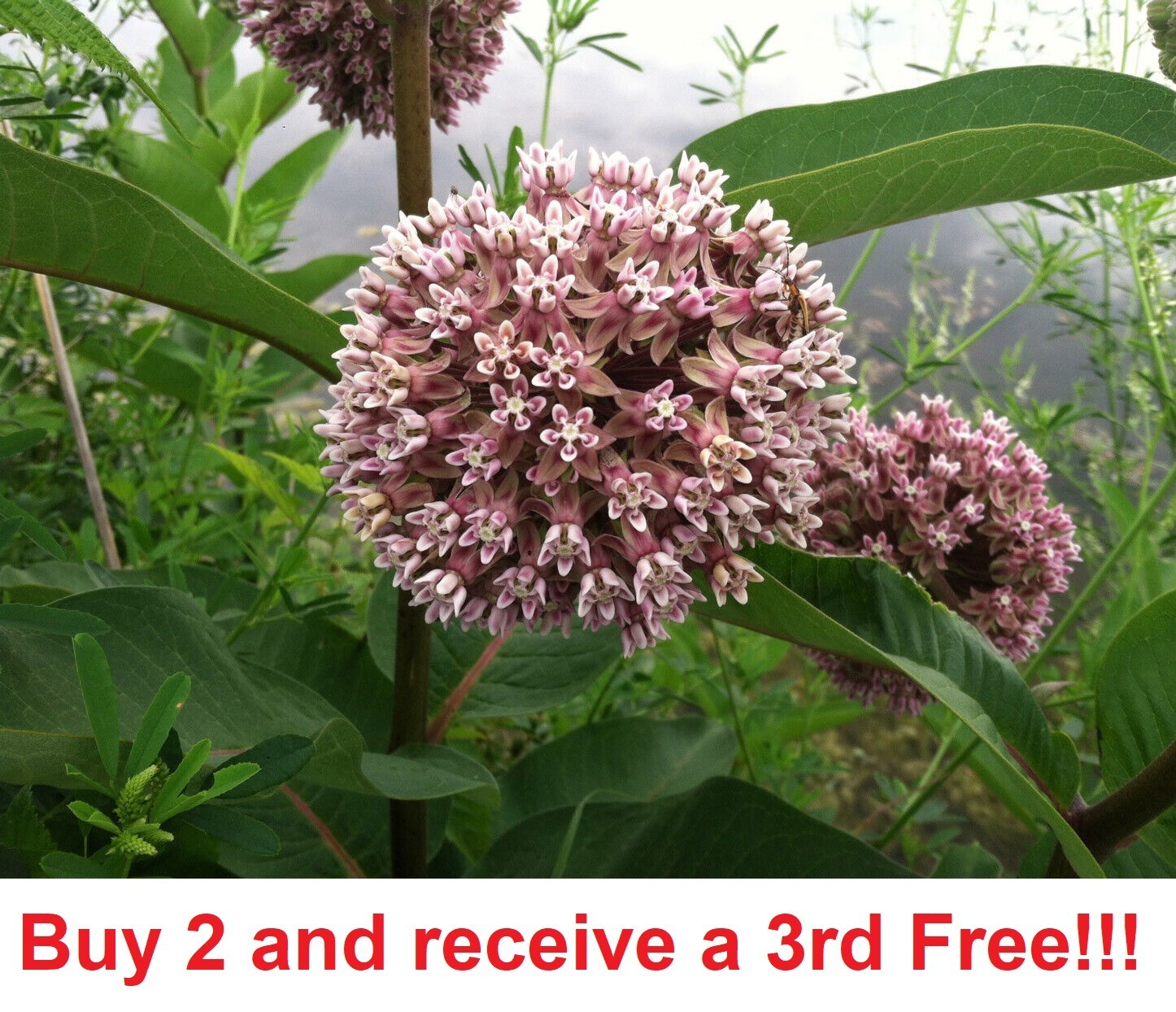 Common Milkweed 500+ seeds Asclepias Syriaca
