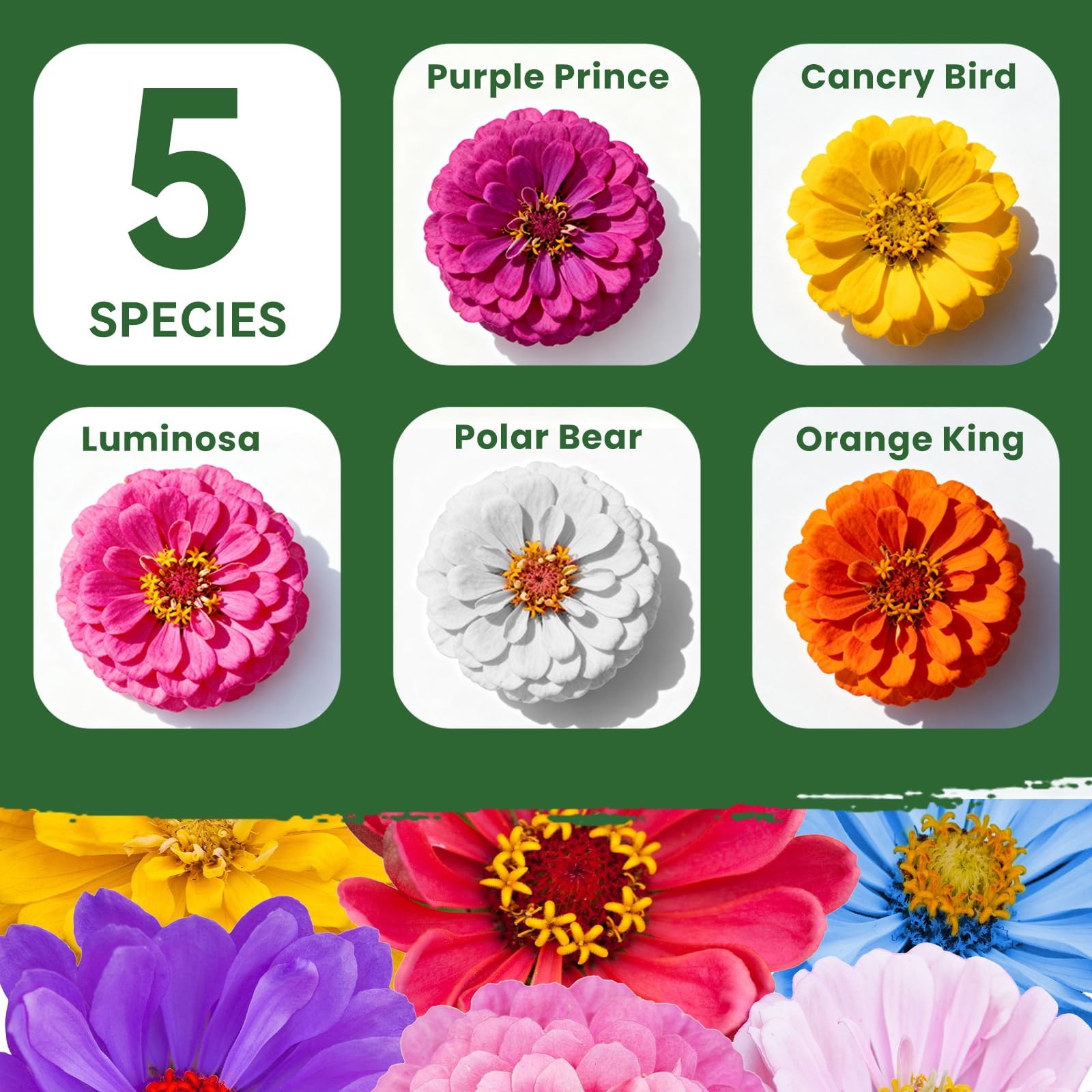 5000+ Zinnia Seeds Flower Seeds for 2026 Planting, 1.5 Oz, 5 Varieties (Pink,…