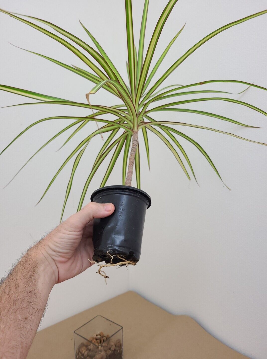 VARIEGATED DRACAENA KIWI +Free Heat Awesome Colored Dragon Tree COLORFUL
