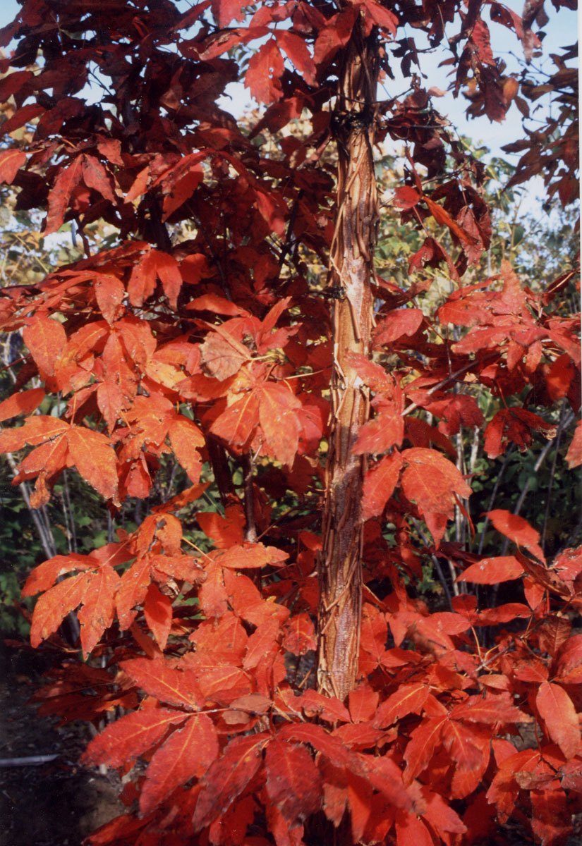 20 THREE FLOWER MAPLE SEEDS – Acer trifolium