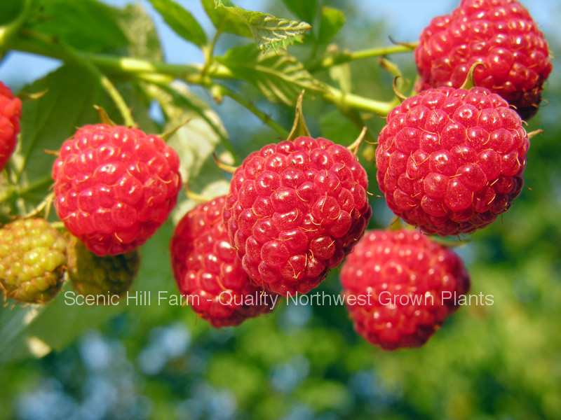 1 – 12 Heritage Raspberry Potted Plants – Ever Bearing – Dark Red Berries