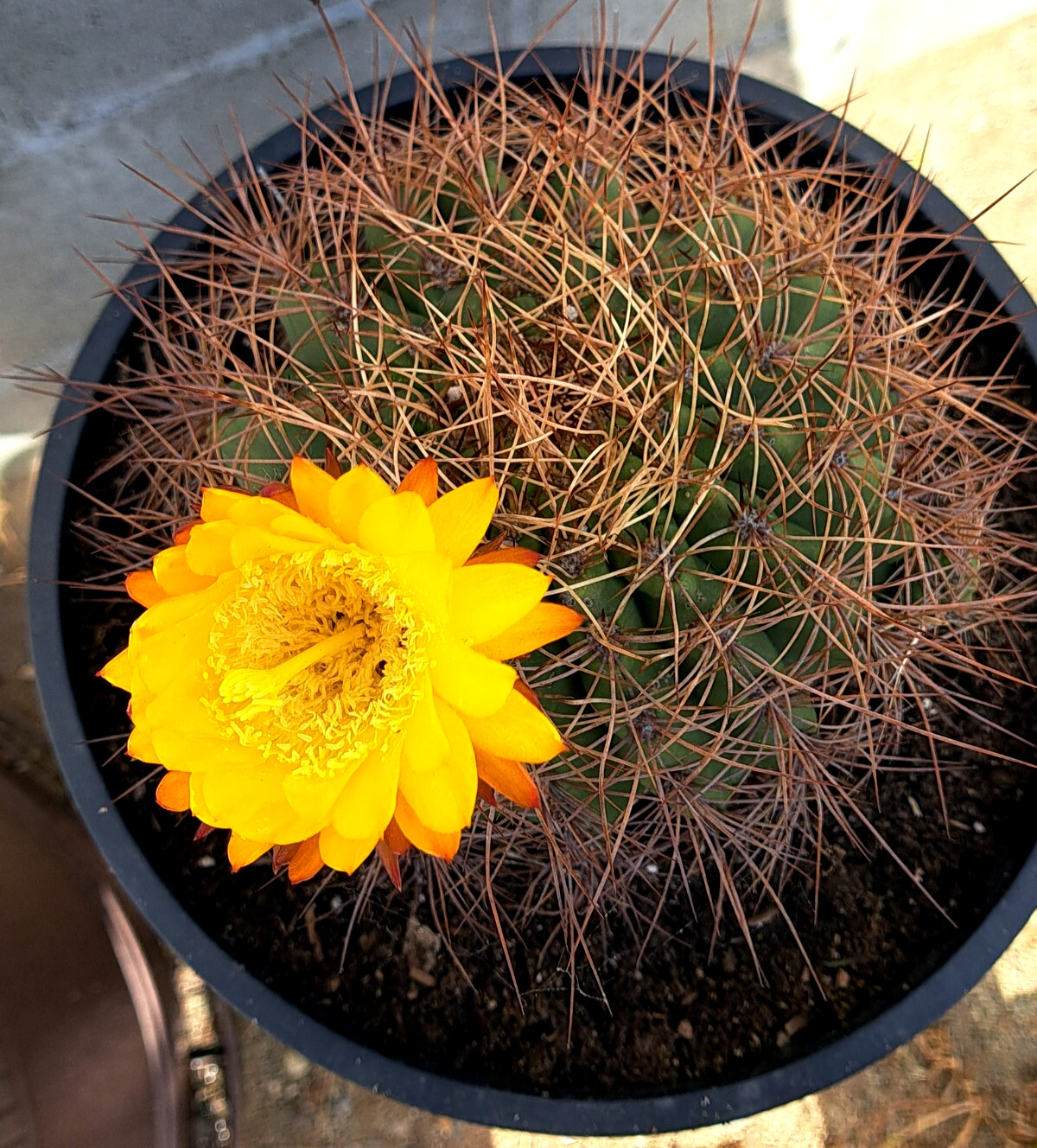 Soehrensia Formosa Giant Echinopsis Cactus With Baby Plant Yellow Flowers