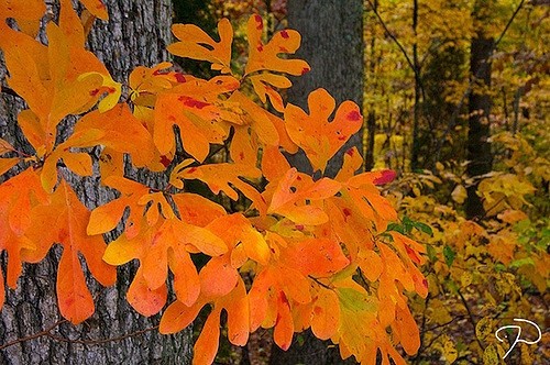Sassafras Tree – 20 – 30″ Tall – Grown in a Trade 1 Gallon