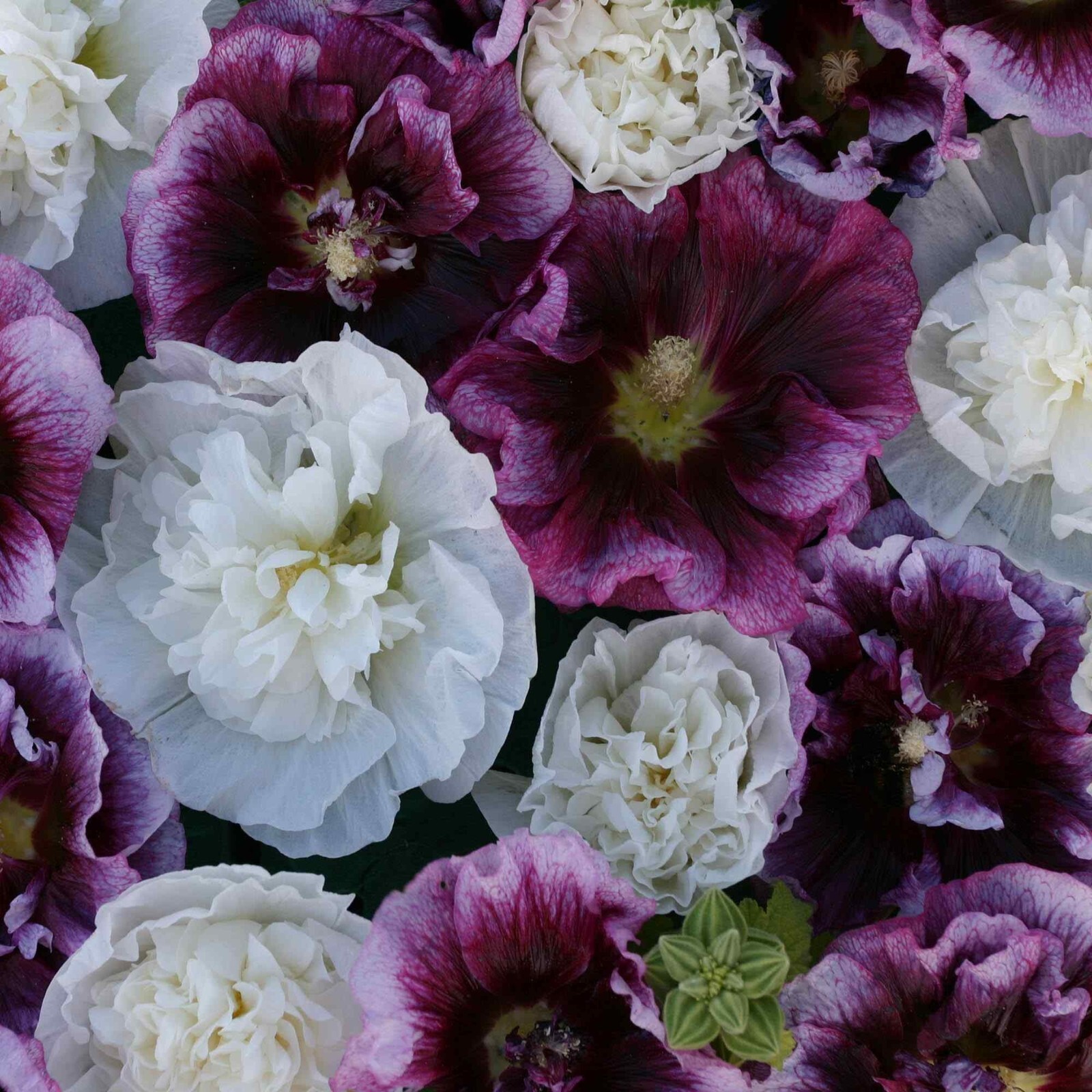 25 Purple White Hollyhock Seeds Perennial Flower Seed Flowers US SELLER