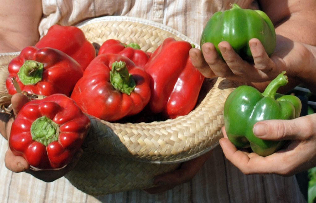55 Organic Non-GMO California Wonder Bell Pepper Seeds- Seeds Of Tomorrow