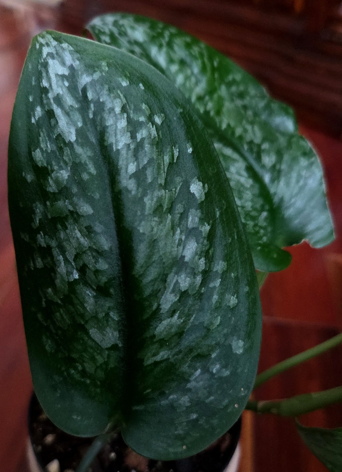 Rare Scindapsus Blue Splash 12″ Tall 2 Plants Aroid not Monstera Philodendron