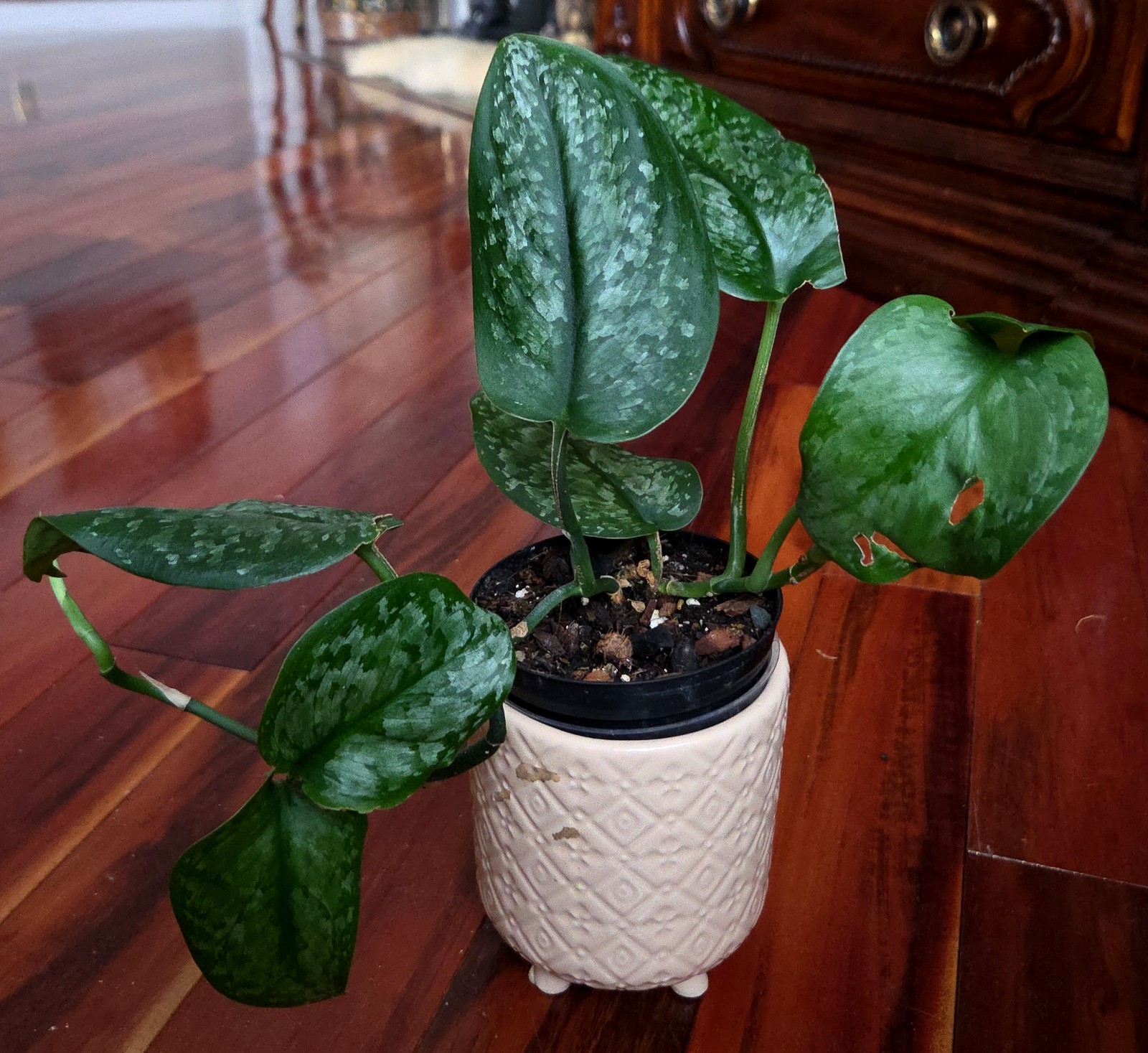 Rare Scindapsus Blue Splash 12″ Tall 2 Plants Aroid not Monstera Philodendron