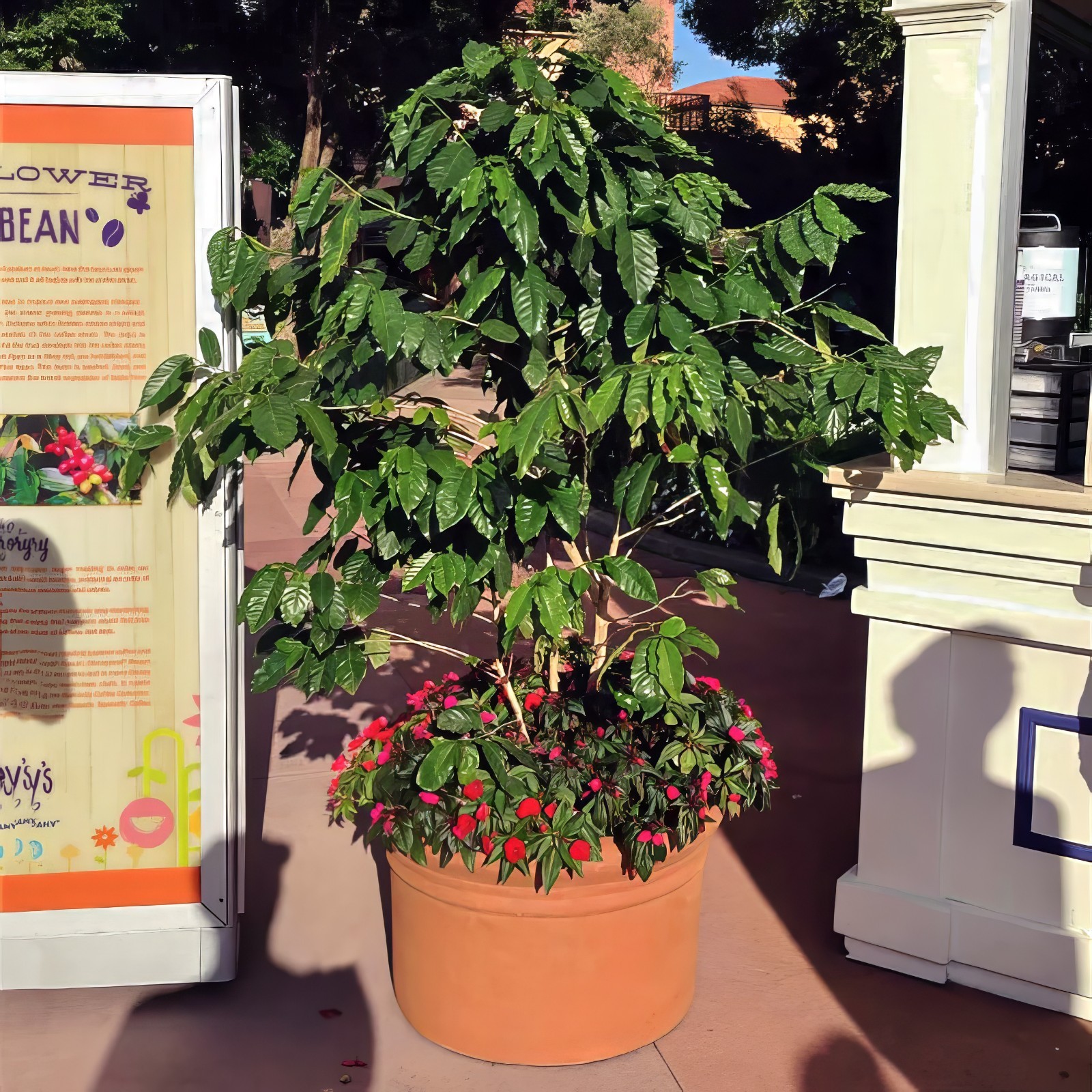 10 Coffea arabica Seeds Tropical EXOTIC Coffee Bean Indoor House Plant Tree RARE
