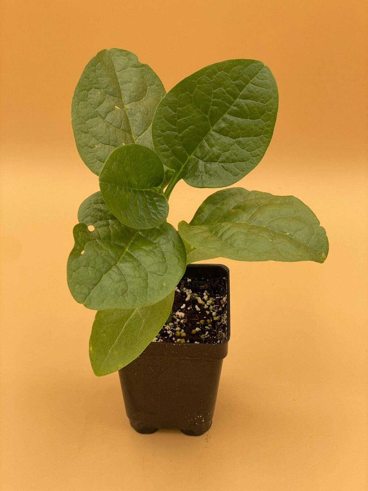 Malabar Spinach Green Live Plant 3″ Starter Plant – Basella rubra Alba