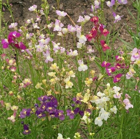 10000+Northern Lights Snapdragon Seeds Mix Toadflax Colorful Garden Favorite USA