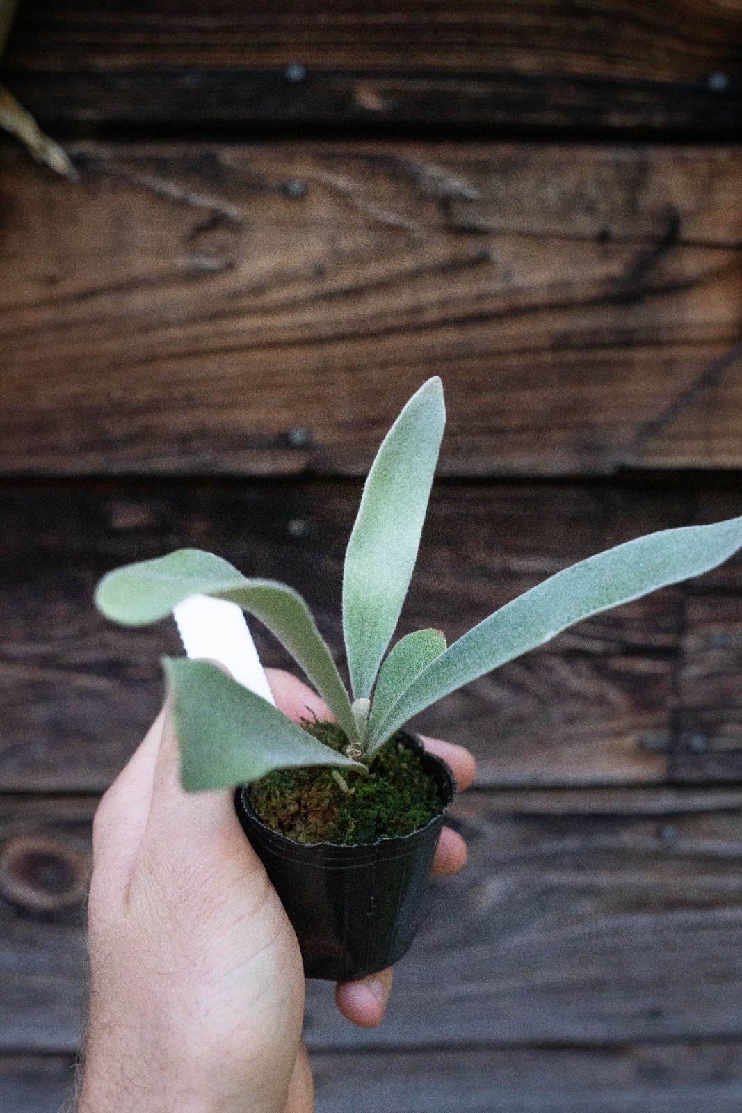 Platycerium veitchii Auburn River cv. ‘Flame’
