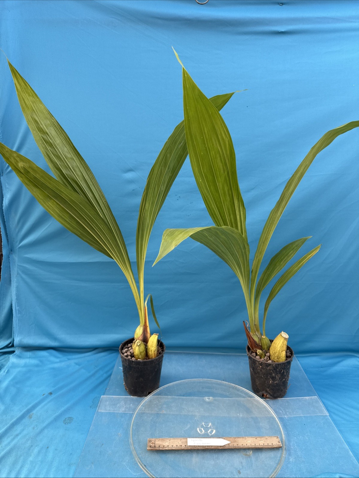 Lycaste cinnabarina Huge BS Green Orange Orchid Species Tall Flowers 5.5” Pot