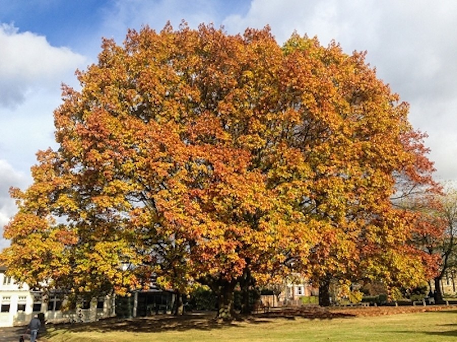 1 American Sycamore Tree 12-24″ Platanus occidentalis Bare Root