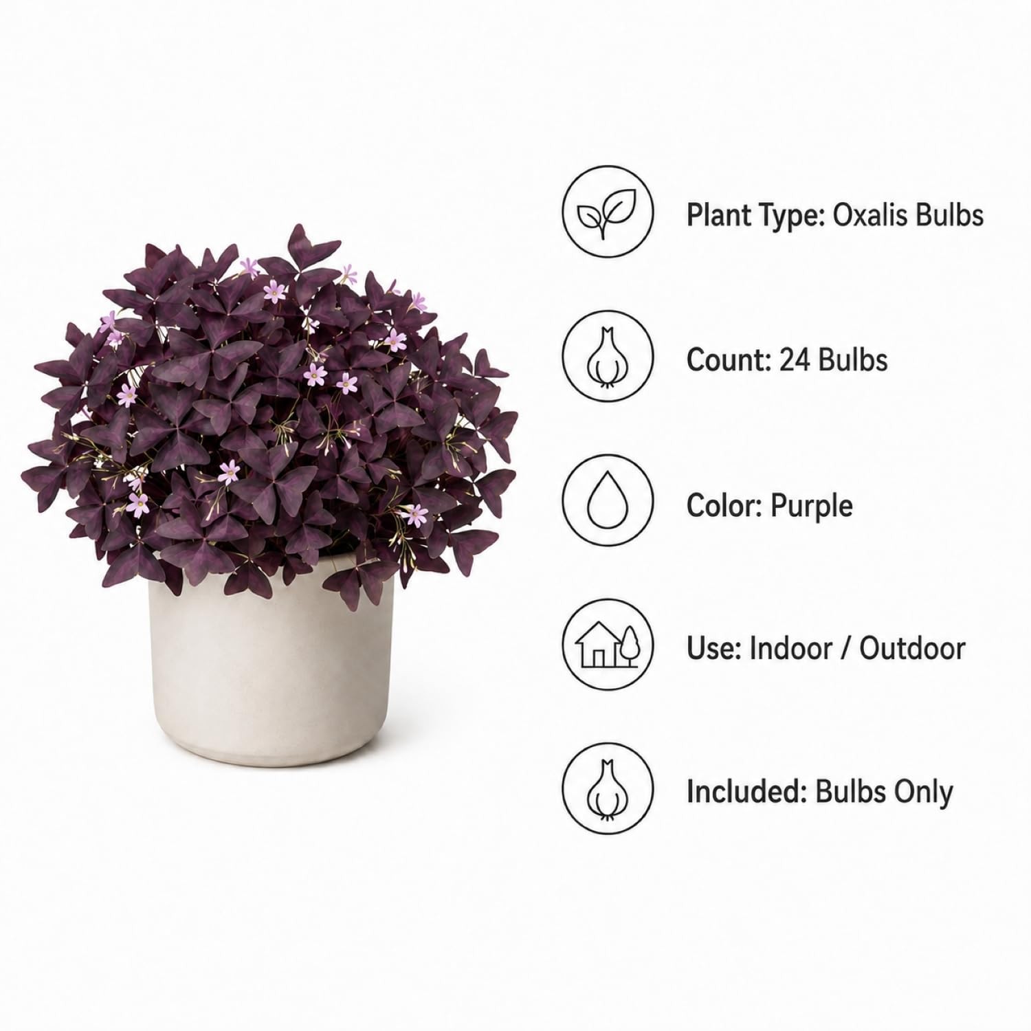 Pack of 24 Purple Shamrocks Bulbs, Oxalis Bulbs for Planting,